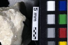 Foto (Detailansicht) von Decapoda indet. (NHMW-GEO-1990-0041-0223)